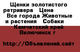 Щенки золотистого ретривера › Цена ­ 15 000 - Все города Животные и растения » Собаки   . Камчатский край,Вилючинск г.